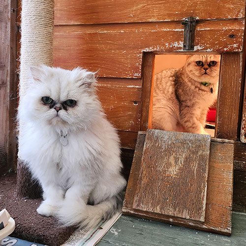 A cat from Bury's Stray Cat Fund