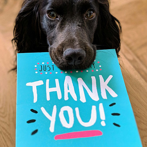 A cat from Bury's Stray Cat Fund